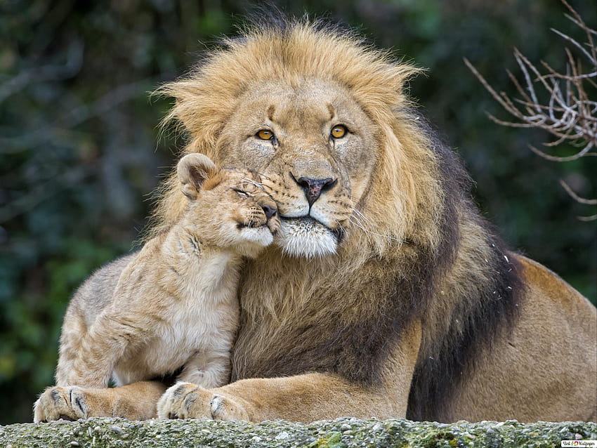 Lion with his Cub, cute baby lions HD wallpaper