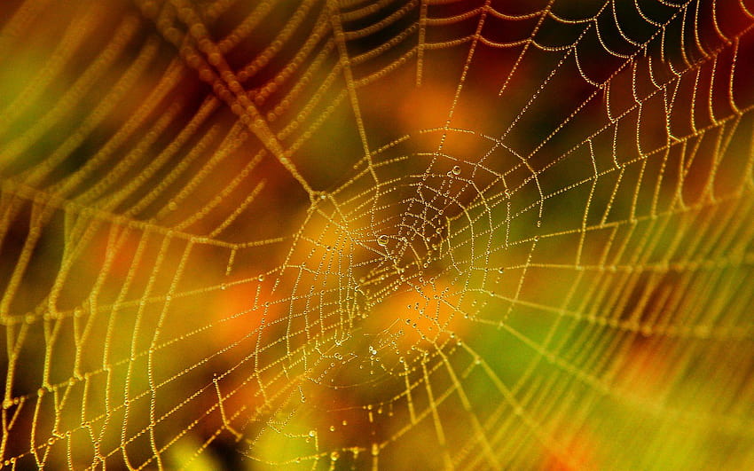 Cool Spider Web HD wallpaper | Pxfuel