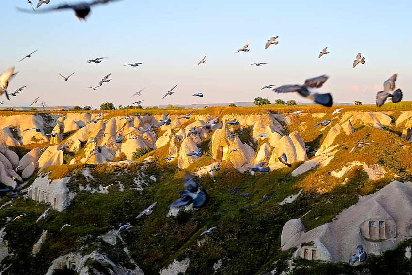 of migratory birds on rocks – Birds HD wallpaper