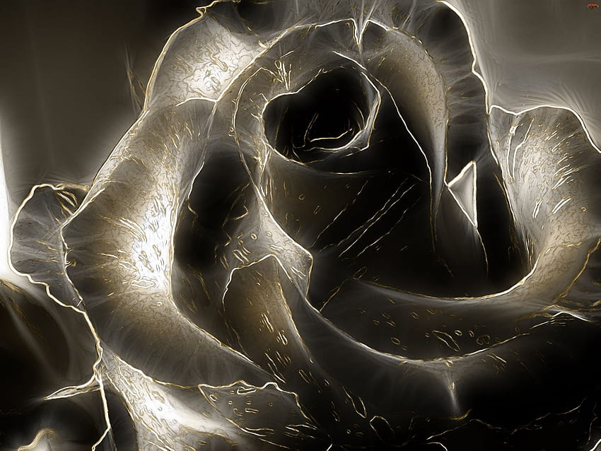 Du groupe Black Roses, rose noire tumblr Fond d'écran HD