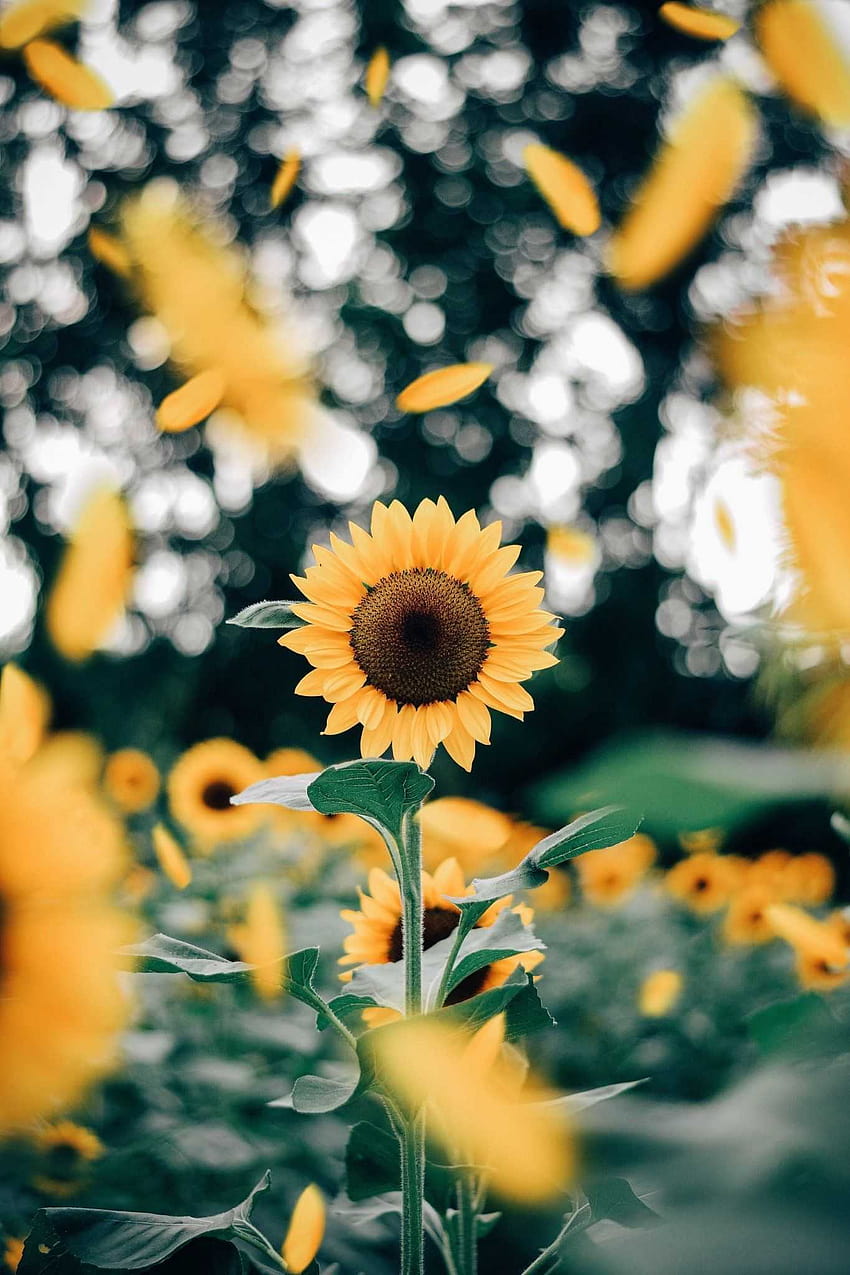 common sunflower HD phone wallpaper