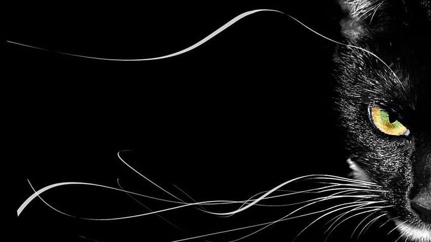 kara kedi, kara kedi HD duvar kağıdı