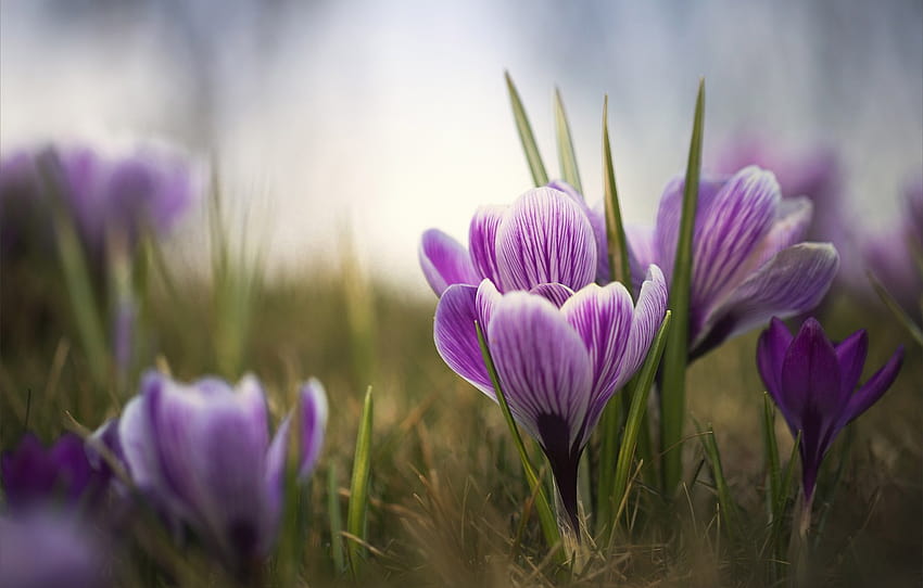 ดอกไม้ ฤดูใบไม้ผลิ ดอกดิน Krokus ส่วนцветы วอลล์เปเปอร์ HD