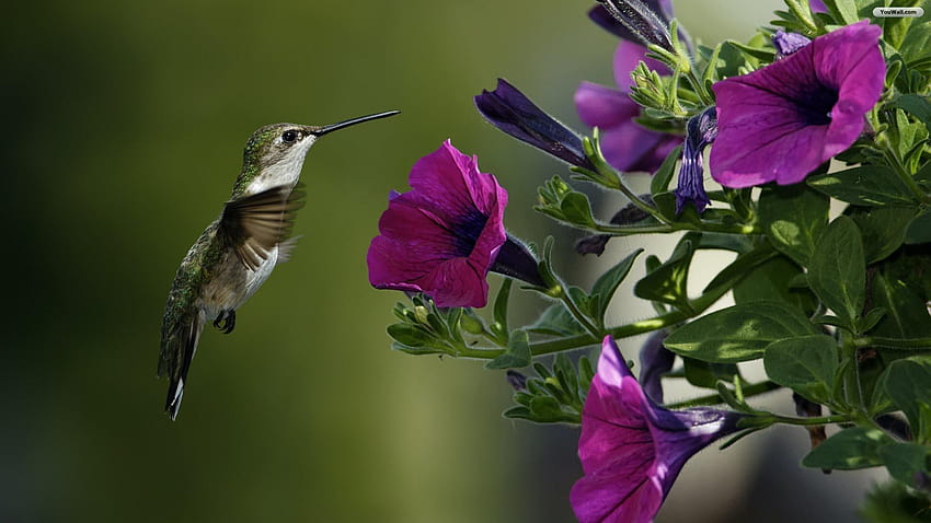 Uccelli e fiori, uccelli canori Sfondo HD