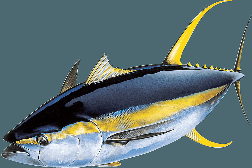 Dibujo de atún de aleta amarilla fondo de pantalla