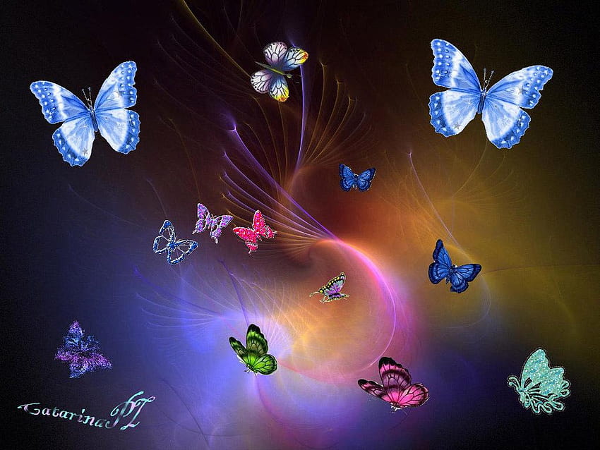 蝶 カラフルな蝶と背景、蝶の種類 高画質の壁紙