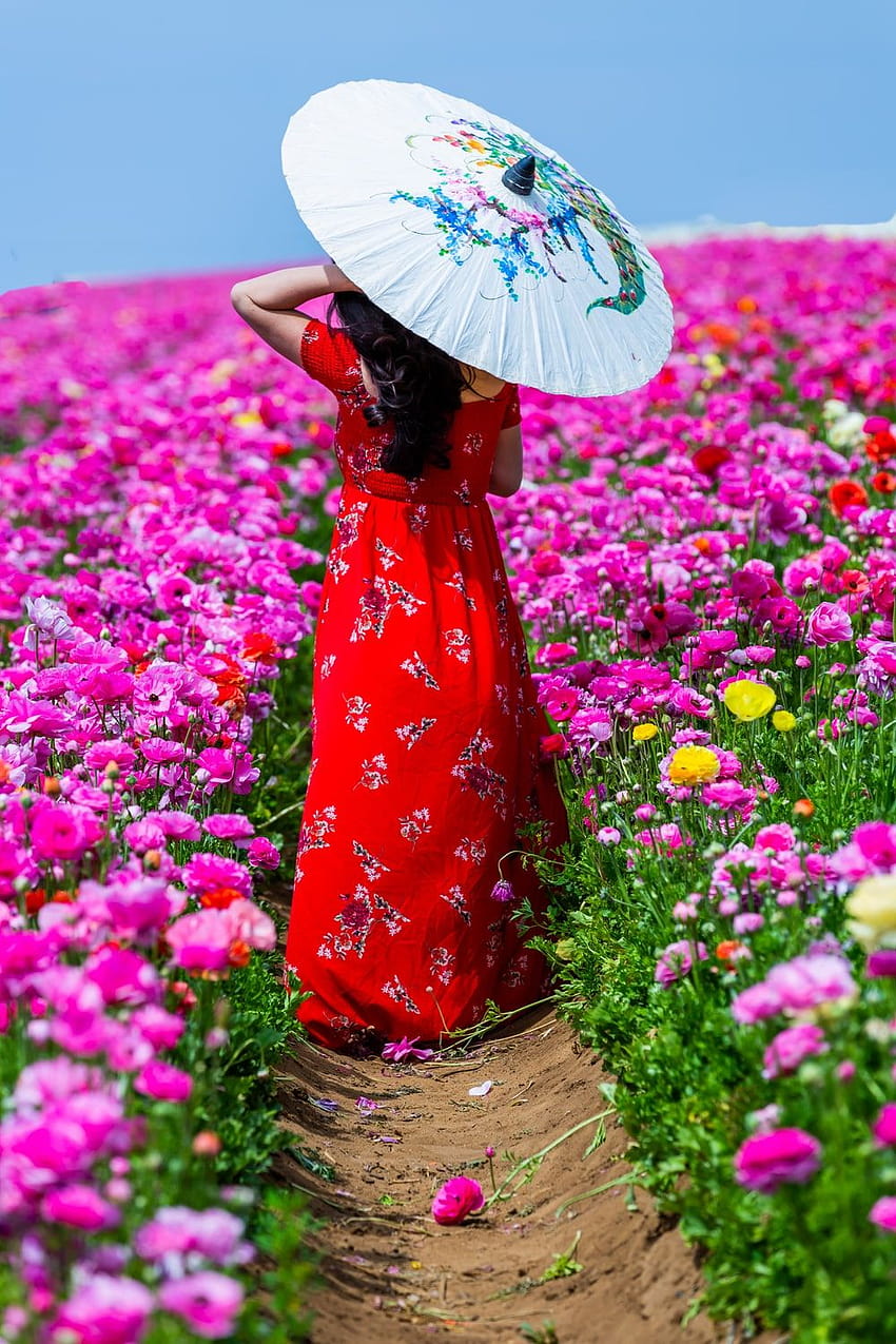 woman walking along aisle of flower field while using oil paper, field umbrella HD phone wallpaper