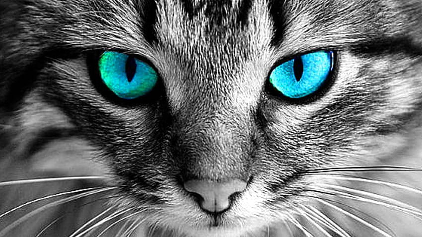 kedi gözleri HD duvar kağıdı