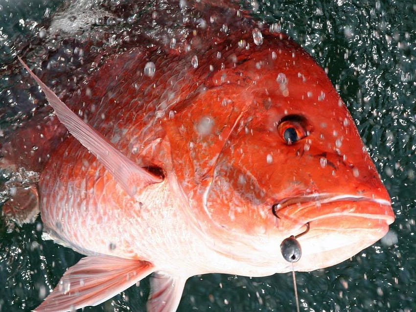 Results of Great Red Snapper Count not likely to affect 2021 regulations officials say HD wallpaper