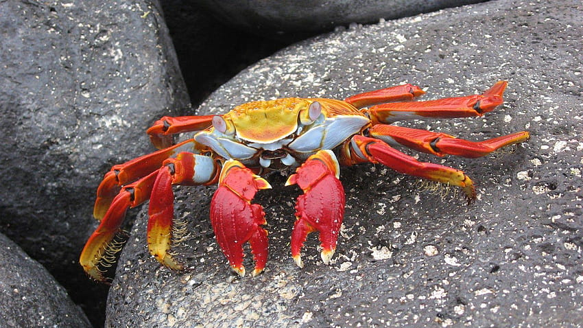 Crab, pagalworld HD wallpaper