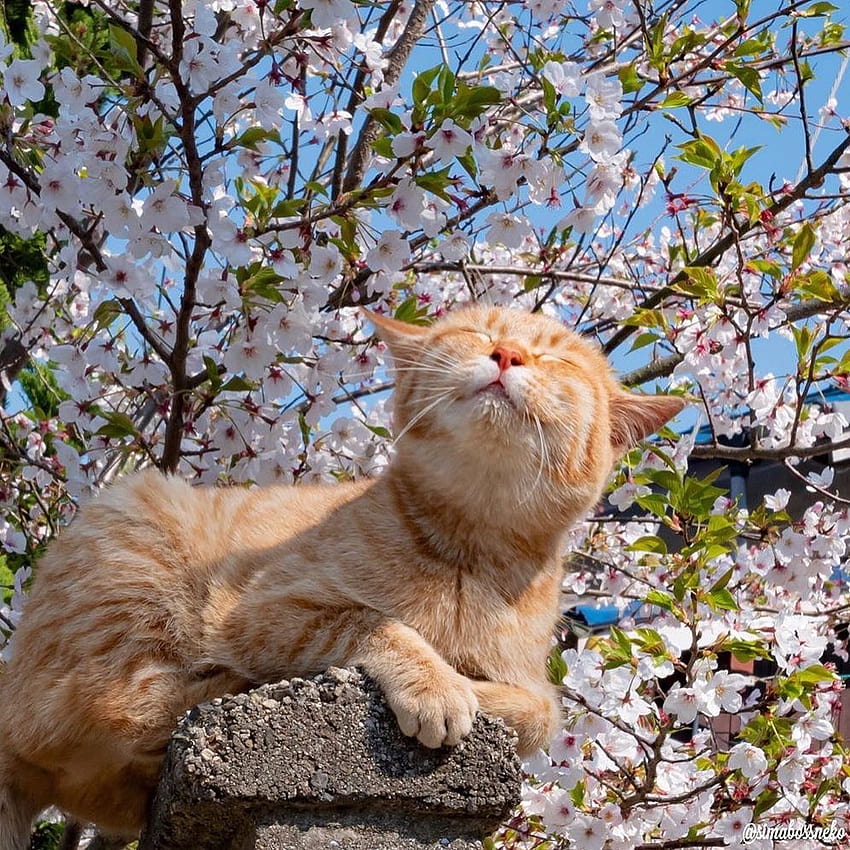 30 Cottagecore Cats、審美的な春の猫について HD電話の壁紙