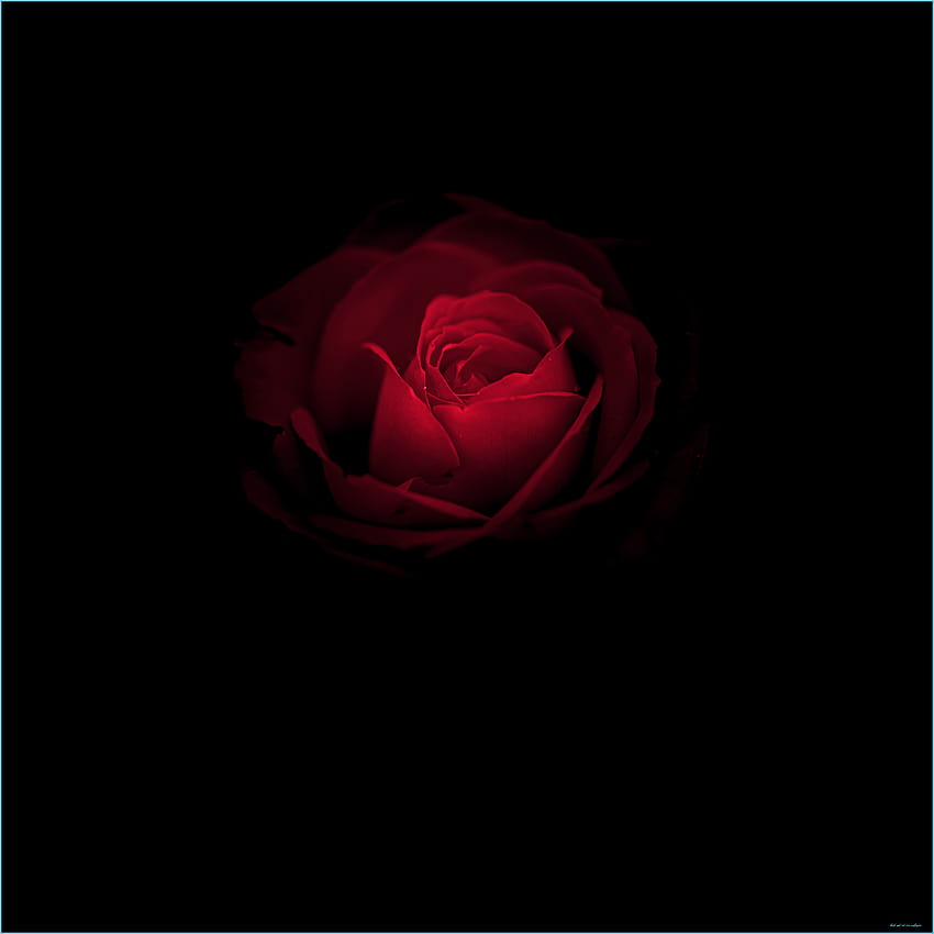 Rose Black And Red HD phone wallpaper | Pxfuel