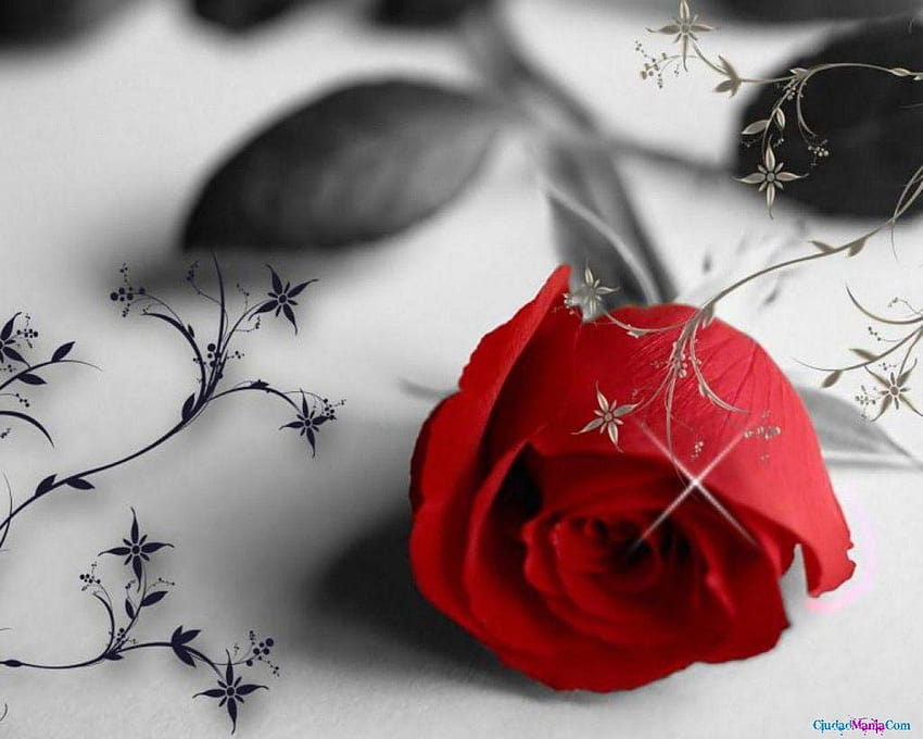 Flowers: Pretty Red Rose Rosa Roja Beautiful Flower HD wallpaper