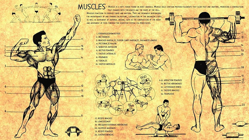 Anatomy human muscles bodybuilding scheme training body Health, muscle anatomy HD wallpaper