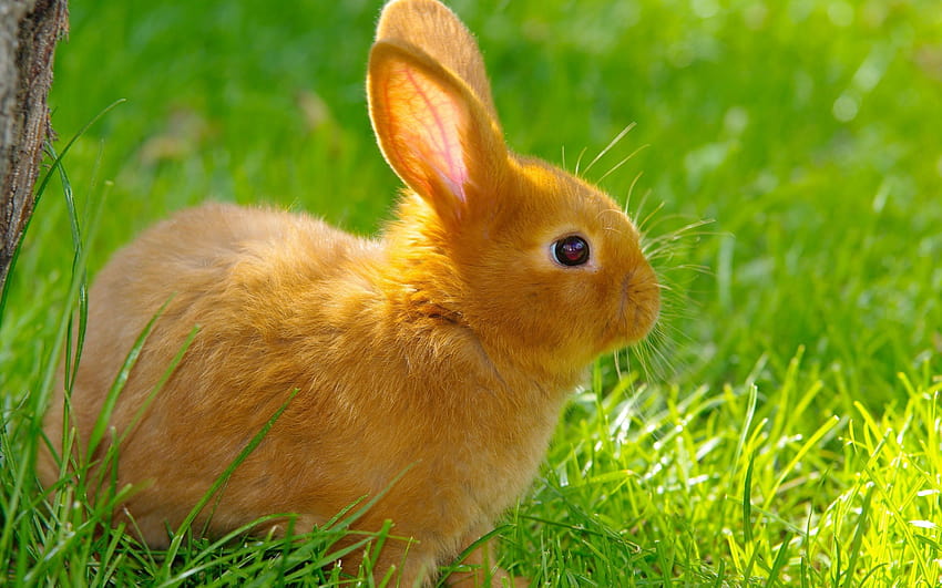 Best 3 Bunnies Backgrounds on Hip, easter golden bunny HD wallpaper
