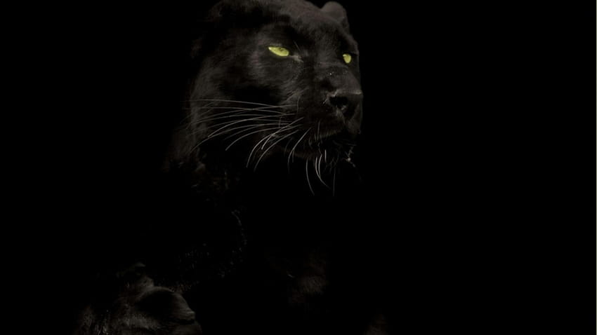 Hewan kucing panther hitam, hewan panther hitam Wallpaper HD