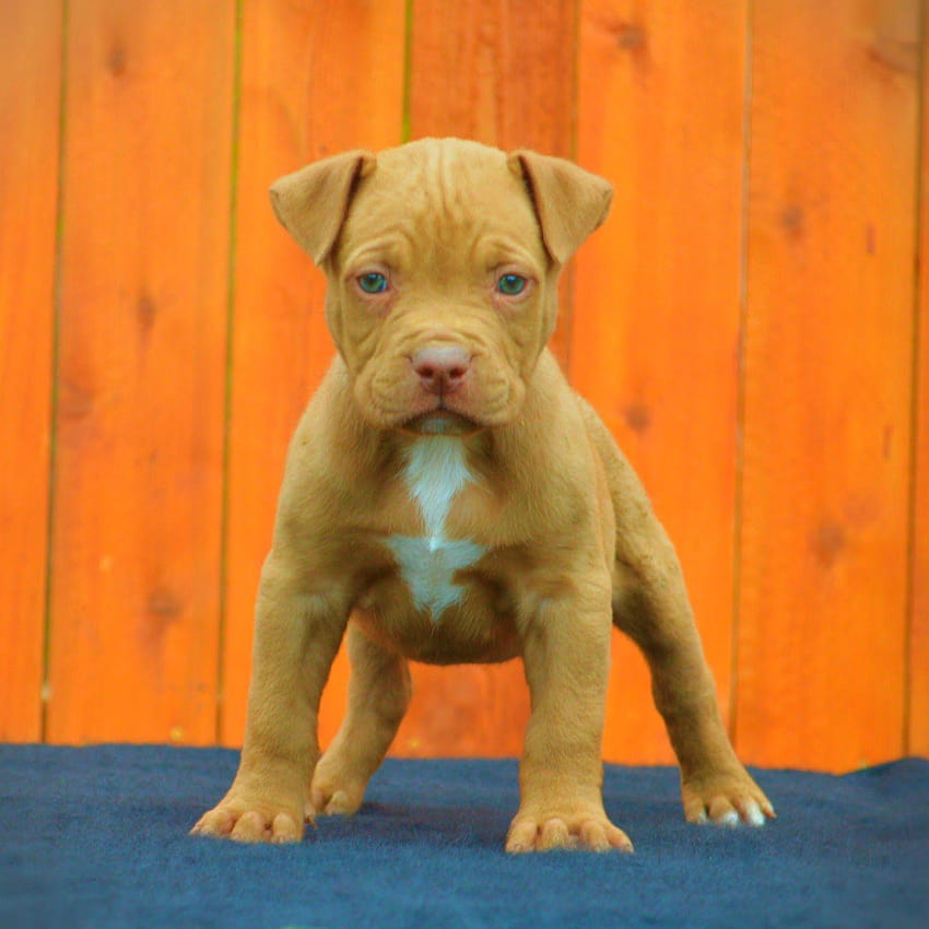 Snor Cape Markér Red nose pitbull HD wallpapers | Pxfuel