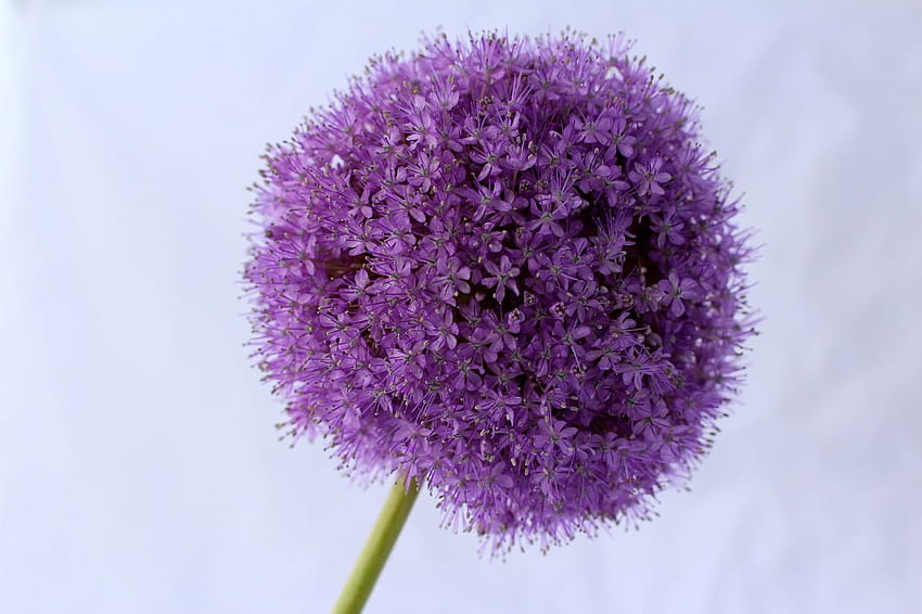 Allium,purple,ball,flower,close, allium flower garden HD wallpaper