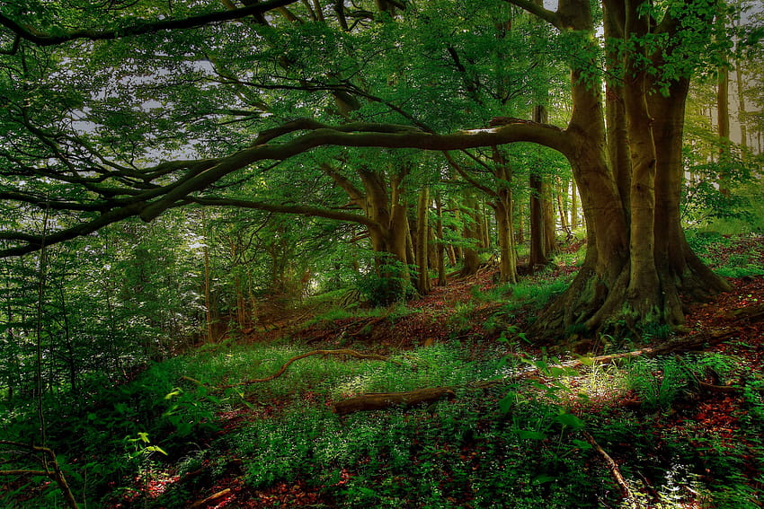 Bosque caducifolio, bosque templado fondo de pantalla