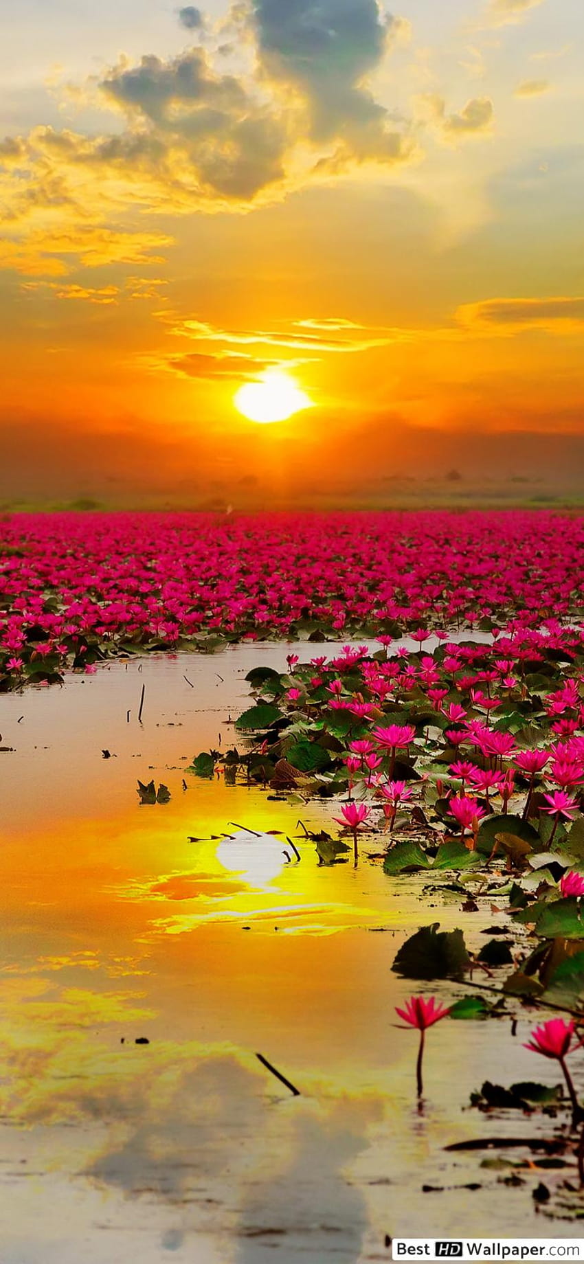 Flores de loto rosa en la puesta del sol, hermoso móvil de flores de loto fondo de pantalla del teléfono