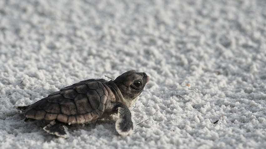 Müthiş Sevimli Deniz Kaplumbağası, komik kaplumbağa HD duvar kağıdı