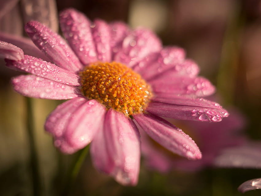 Selective focus graphy of pink daisy flower HD wallpaper