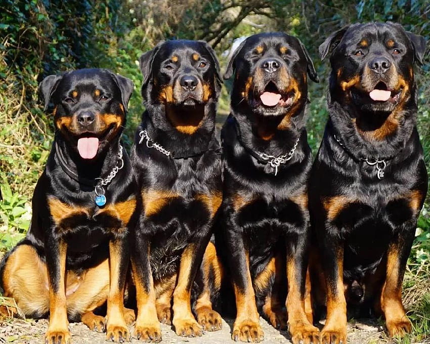Rottweiler 4K wallpapers for your desktop or mobile screen free and easy to  download