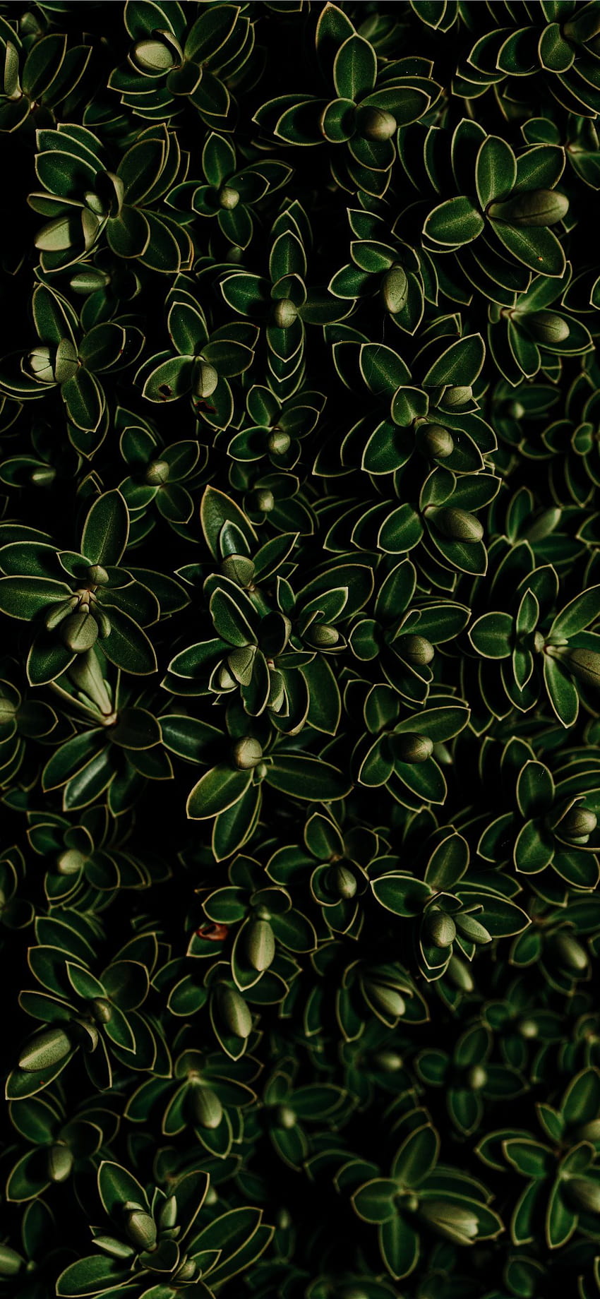 yeşil yapraklı bitki iPhone, bitki estetiği HD telefon duvar kağıdı