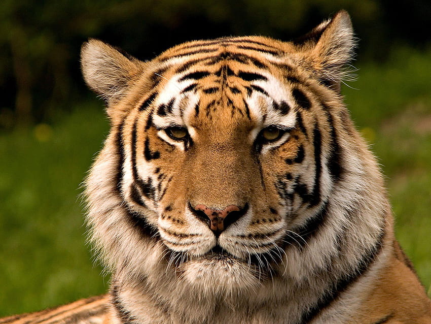 портрет на тигър, портрет на тигър HD тапет