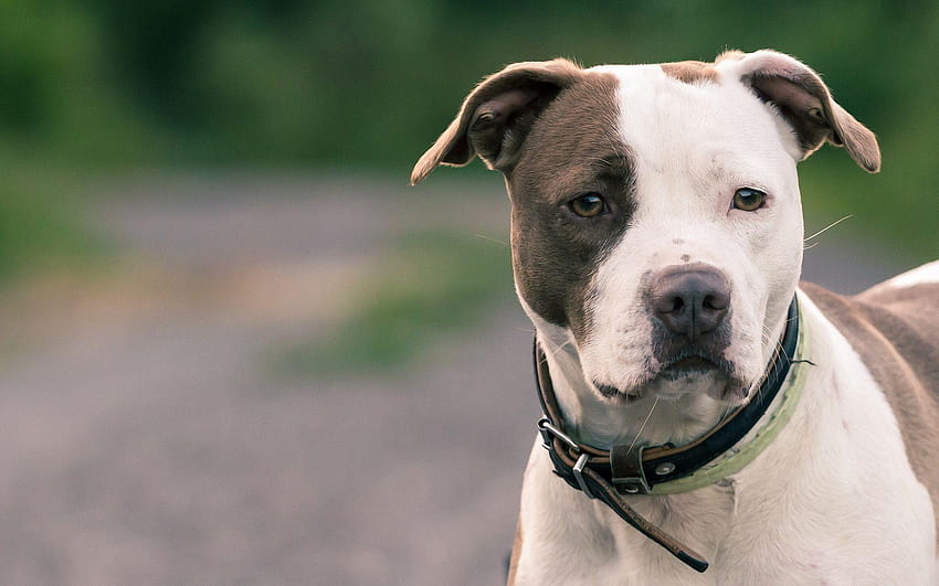 Pit Bull Terrier, pitbull americano papel de parede HD