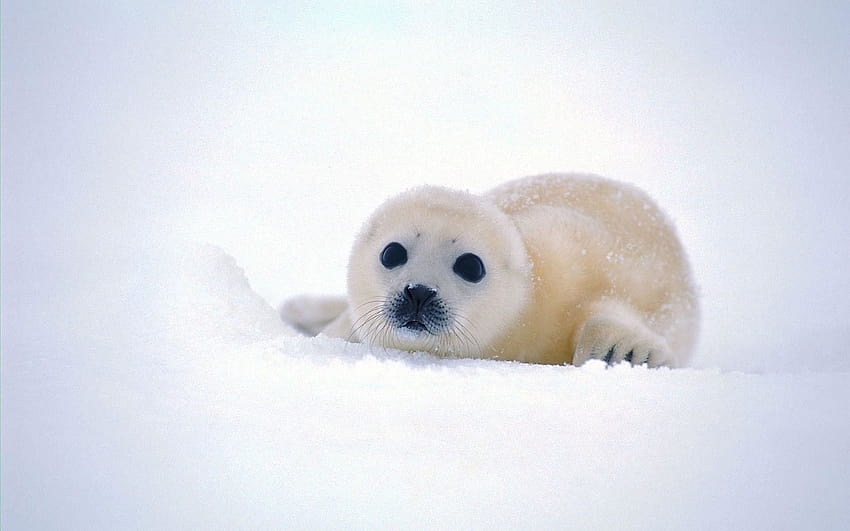 Cute Seals, harp seal HD wallpaper