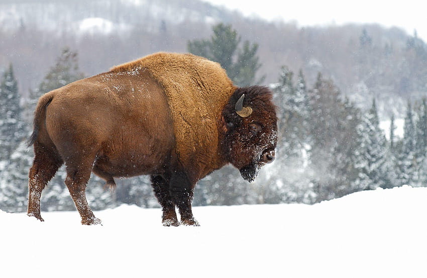 winter bison HD wallpaper