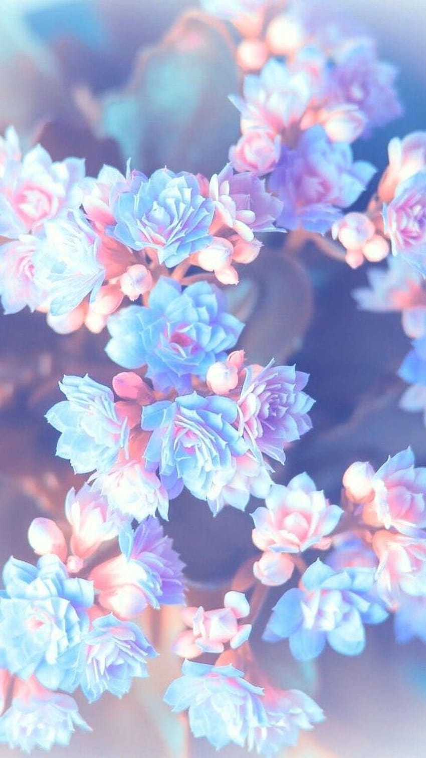 Пастелно естетично цвете HD тапет за телефон