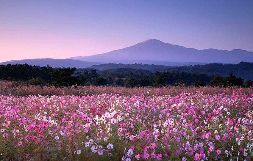 fiori, montagna, Giappone, kosmeya, In yurihonjo , sezione природа Sfondo HD