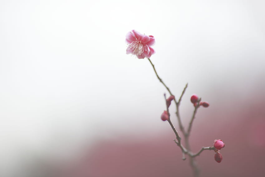 : red, sky, branch, morning, Canon, cherry blossom, pastel, pink, spring, color, flower, ume, flora, bud, petal, twig, computer , close up, macro graphy, plant stem 5616x3744, spring flowers pastel color HD wallpaper