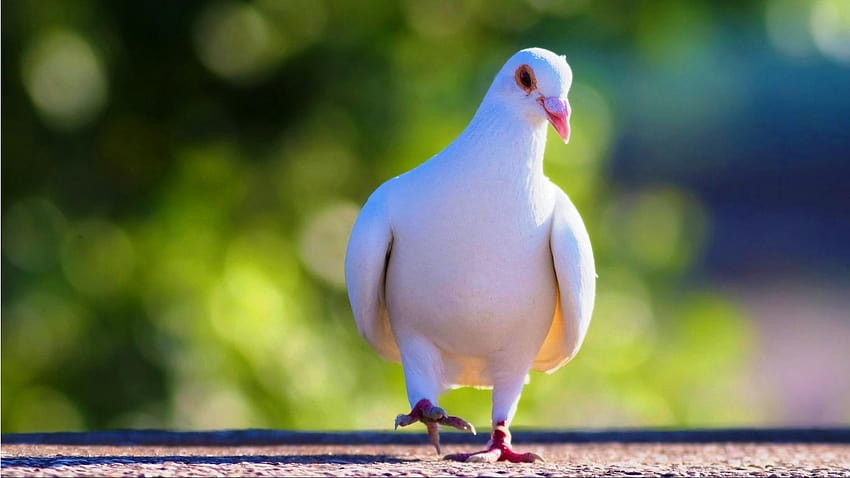 Cute White Pigeon, pigeons HD wallpaper