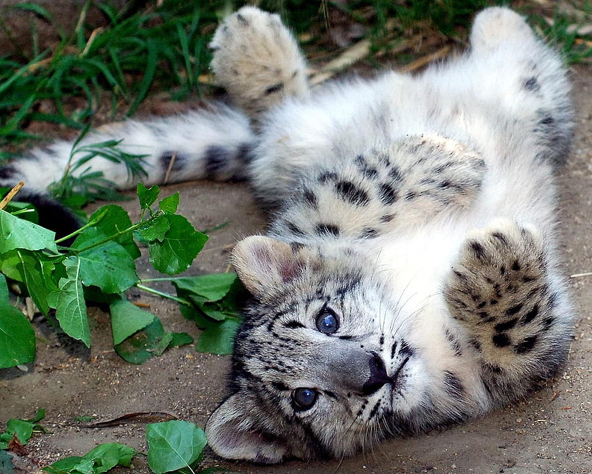 Snow leopards cubs HD wallpaper | Pxfuel