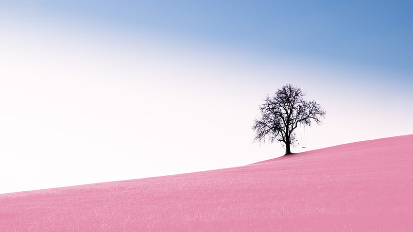 Tree Pink Desert 10k, Nature, Backgrounds, and, desert tree sky HD wallpaper