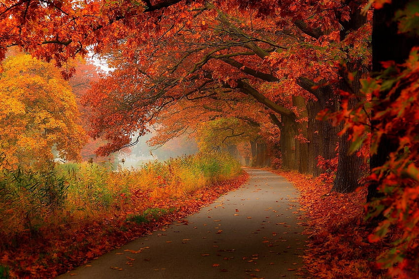 Autumn leaves walk nature forest leaves r trees park, autumn walk HD ...