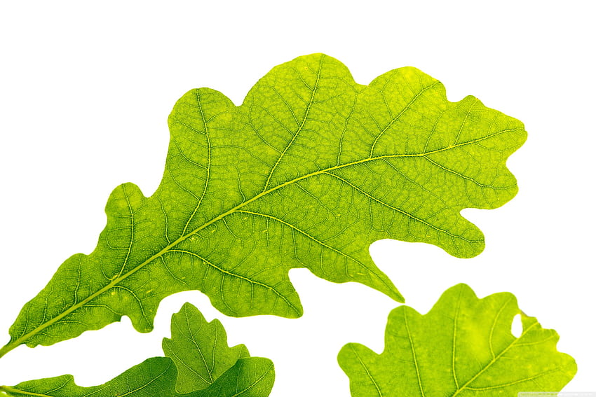 Oak Leaf ❤ per Ultra TV, foglie di quercia Sfondo HD