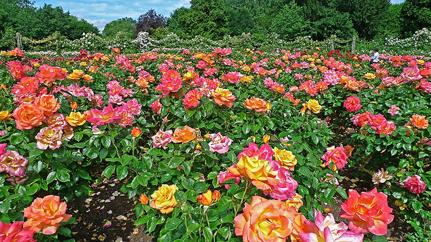 런던 영국 리젠트 파크 퀸즈 가든 장미 공원 꽃, 공원의 꽃 HD 월페이퍼