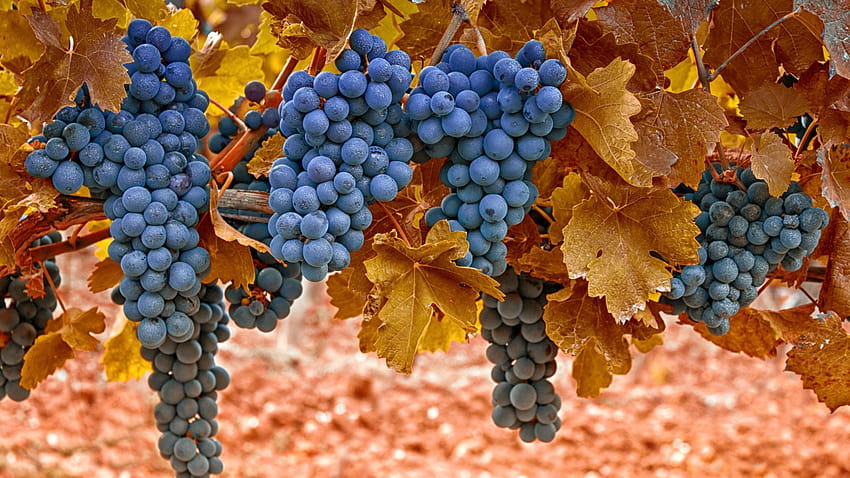 1920x1080 grapes, autumn, leaves, berries, autumn berries HD wallpaper