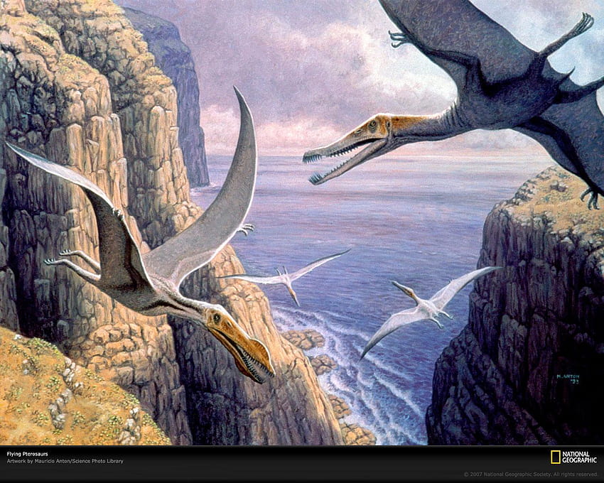 Best 4 Pterodactyl on Hip HD wallpaper | Pxfuel