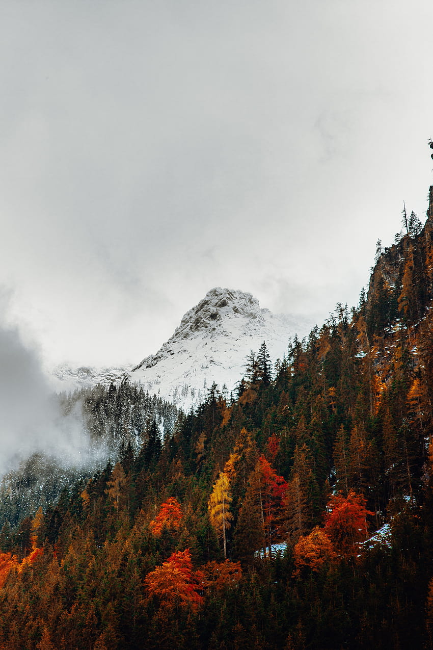 Cold, Trees, Autumn, Snow, Snow Line, Winter, Fall, Mountains, tree winter mountain HD phone wallpaper