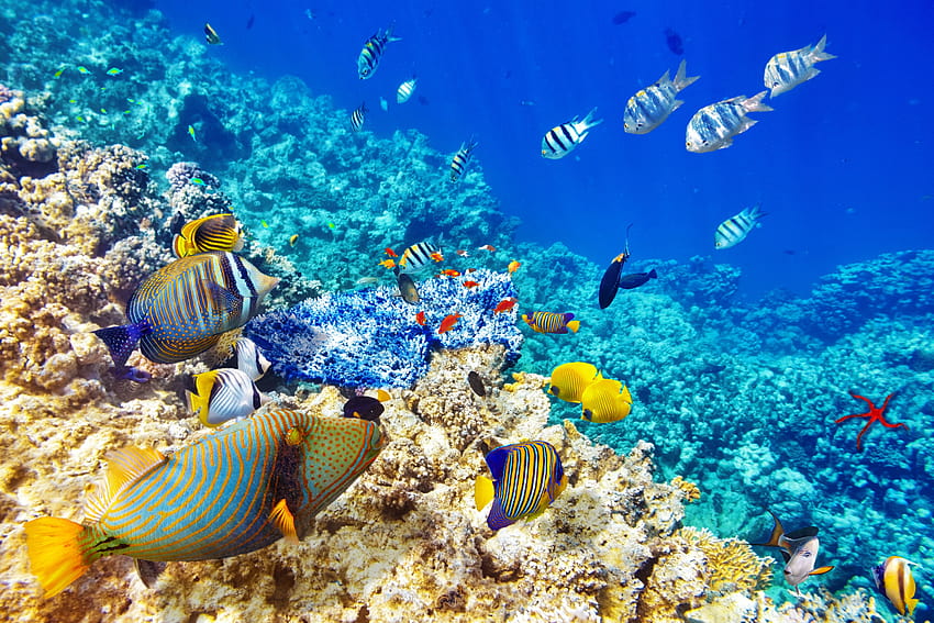 Подводен свят Океан Риба коралов риф HD тапет