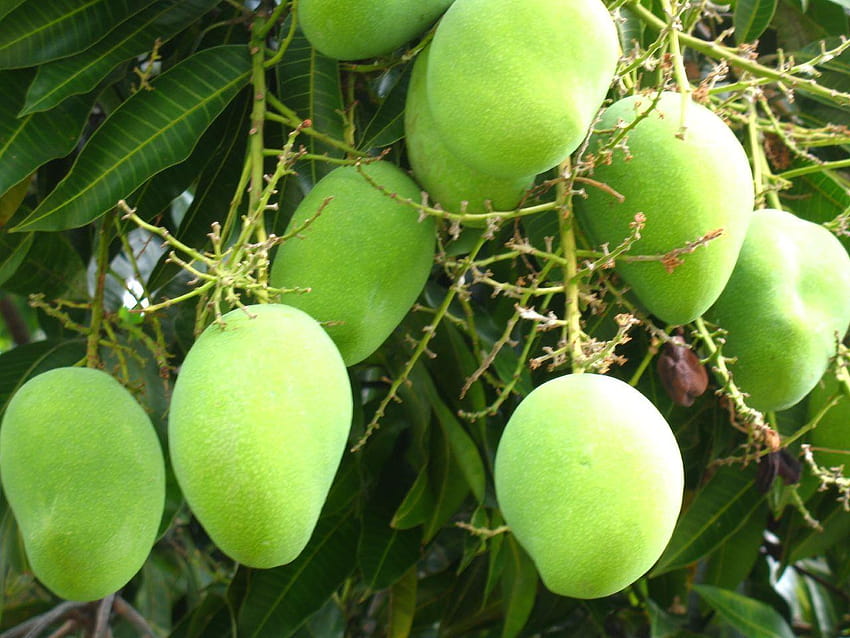 W Pakistanie otwiera się oczyszczalnia mango, mango Tapeta HD