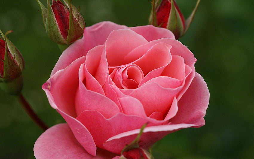 les plus belles roses du monde, single pink rose HD wallpaper