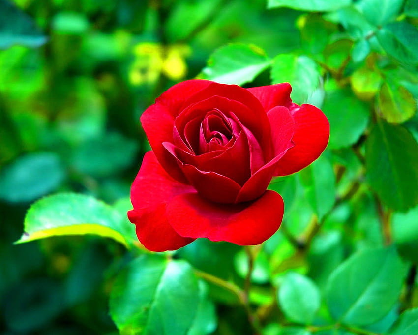 Flower Queen Red Rose Leaves Garden For Mobile ~ Fiore, roseto rosso Sfondo HD