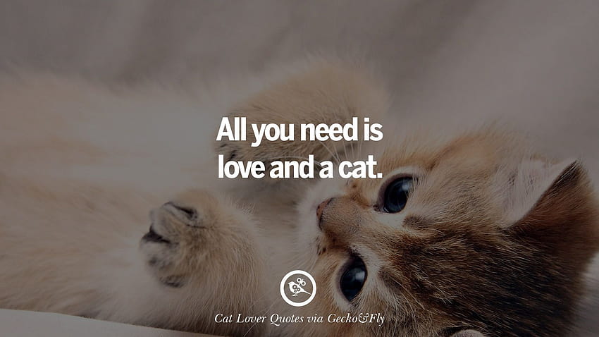 25 Cute Cat With Quotes For Crazy Cat Ladies, Gentlemen And Lovers, cat lovers HD wallpaper