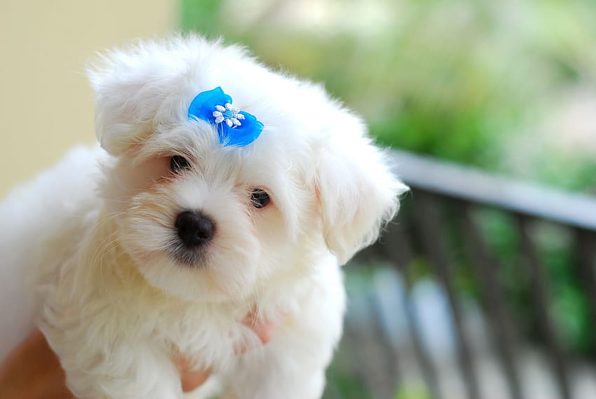 Maltese dog with a blue bow and . Beautiful Maltese dog with a blue bow HD wallpaper